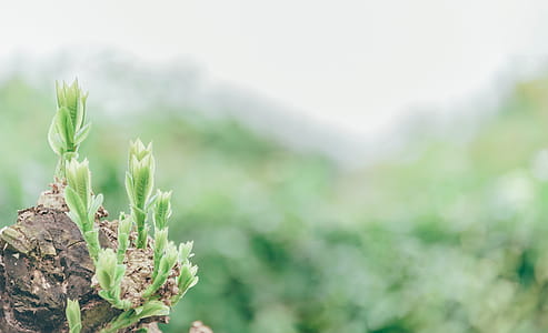 Green Leafed Plant With Shallow Depth of Field thumbnail