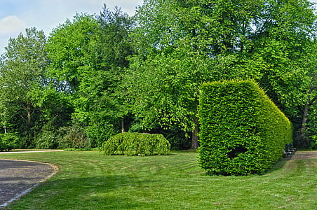 green trees and grass thumbnail