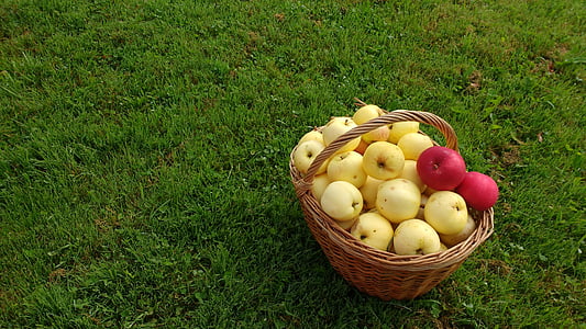 basket of pears thumbnail