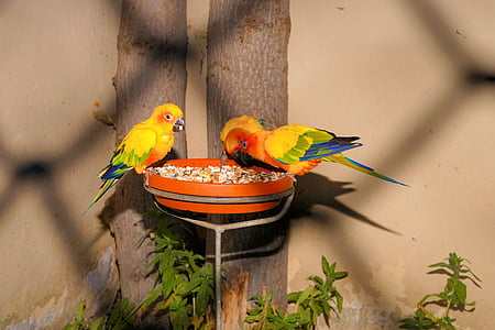 two birds perching on pot thumbnail