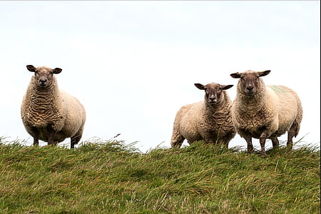 brown sheeps on green lawn during daytime thumbnail