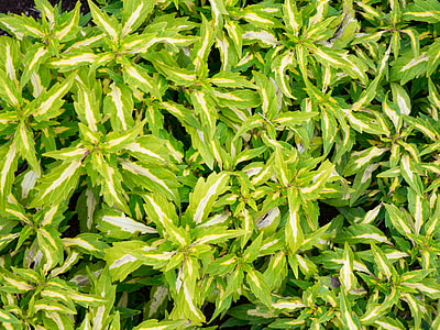 photo of green leafed plants thumbnail