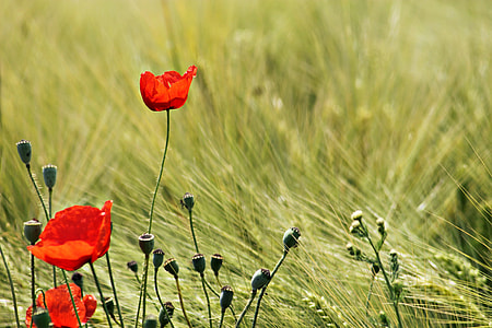 red rose thumbnail