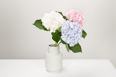 white, blue, and pink petaled flowers in white vase thumbnail