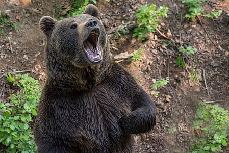 grizzly bear thumbnail