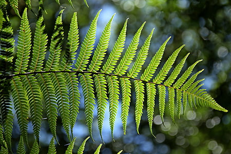 macro photography of green leafed plant thumbnail