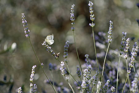 white butterfly perching on flower in selective focus photography thumbnail