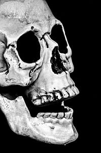 human skull illustration thumbnail