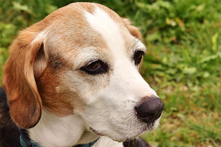 adult tri-color beagle on grass at daytime thumbnail