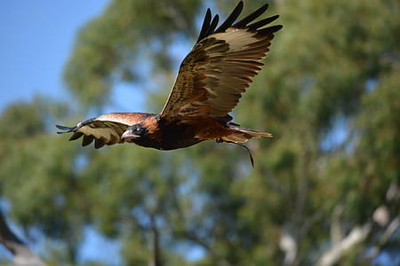 brown hawk in flight thumbnail