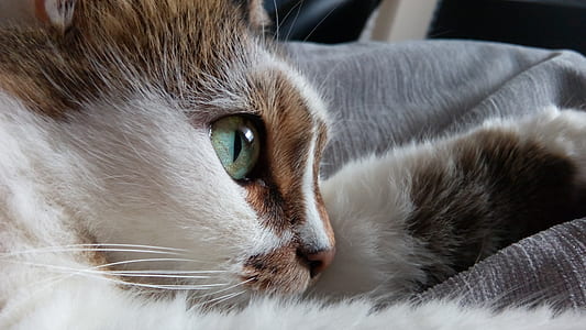 short-haired white and brown cat thumbnail