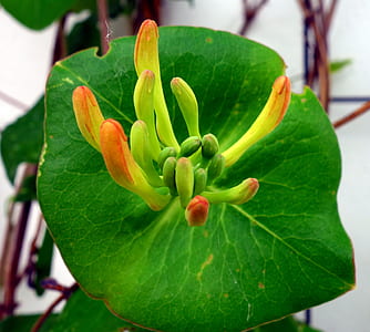 macro photography of green leafed plant thumbnail