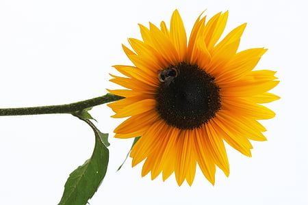 yellow sunflower thumbnail
