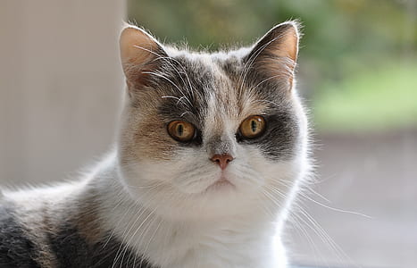white and orange cat thumbnail
