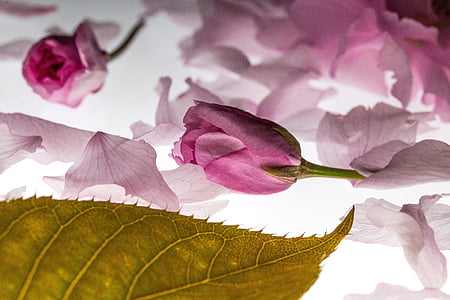 pink roses on white surface thumbnail