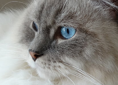closeup of blue-eyed white and gray cat thumbnail