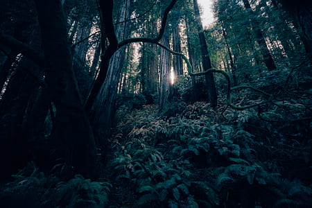 forest during daytime thumbnail