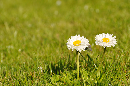 two white flowers in tilt shift lens photography thumbnail