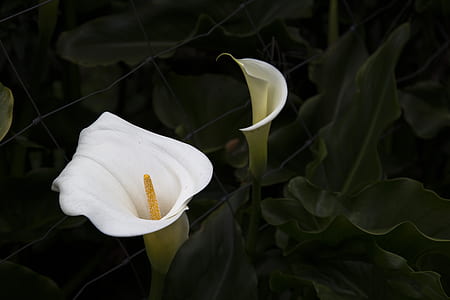 white lily flower thumbnail