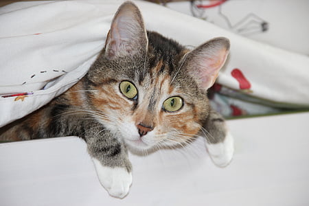 brown tabby cat on white blanket thumbnail