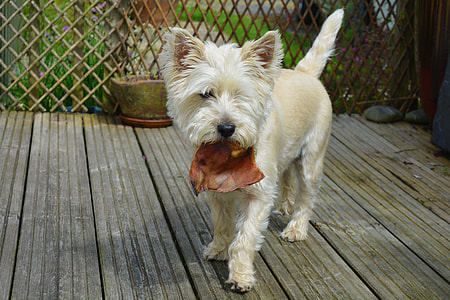 beige dog standing on gray dock thumbnail