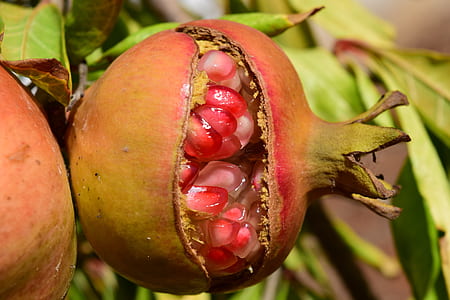 close up photography of pomegranate thumbnail