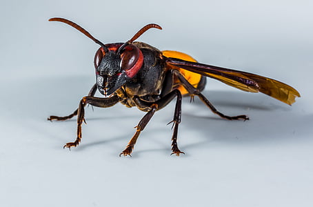 yellow jacket thumbnail