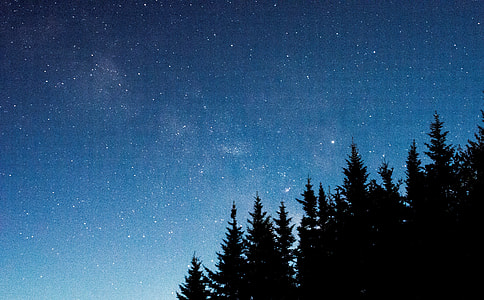 low angle photo of silhouette of trees during nighttime thumbnail