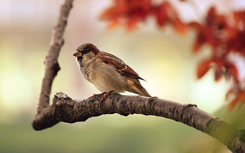 brown sparrow on brown tree branch close-up photo thumbnail