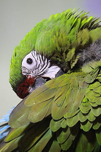 close up photography of green parrot thumbnail