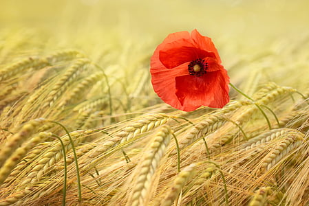 red poppy flower on wheat field at daytime thumbnail