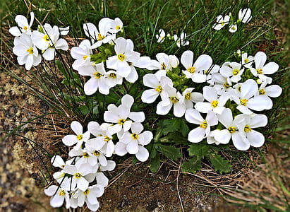 white 4-petaled flowers in bloom at daytime thumbnail
