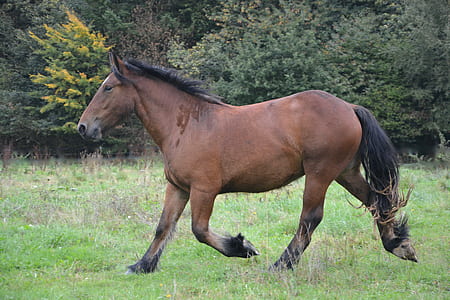 brown running horse near trees thumbnail