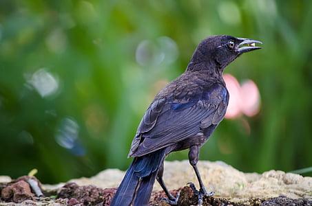 black crow eating seeds thumbnail