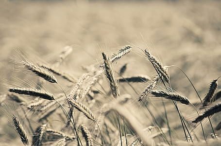 shallow focus photography of plants thumbnail