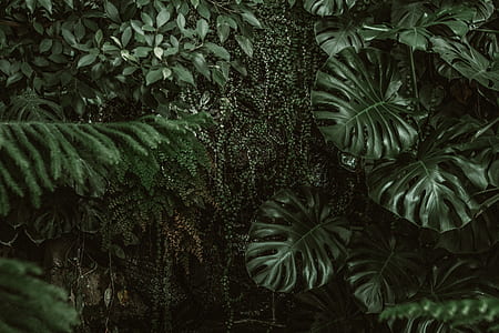 green leafed plants thumbnail