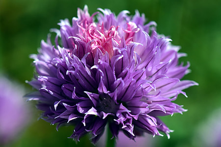 purple chive flower selective-focus photo thumbnail