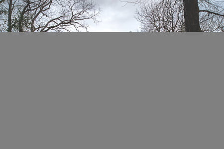 leafless trees thumbnail