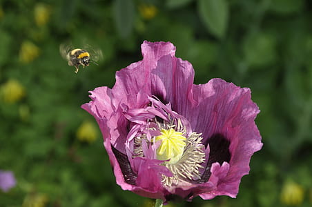 selective focus photography of honeybee near pink poppy flower in bloom thumbnail