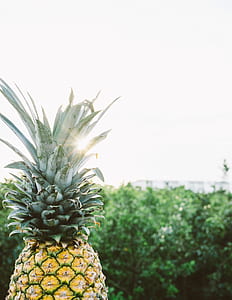 food, summer, garden, trees thumbnail
