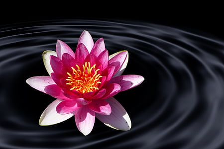 white and pink flower illustration on water thumbnail