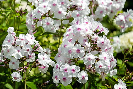 white petaled flowers thumbnail