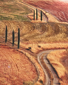brown and green plant field thumbnail