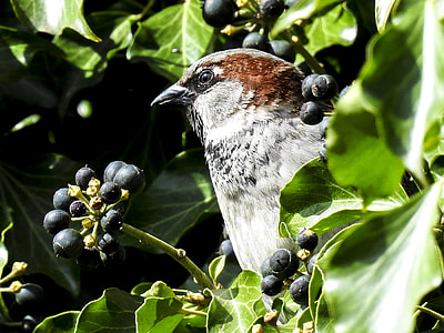 white and brown bird near black fruits thumbnail