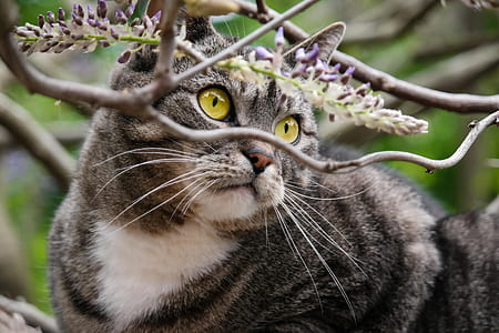 gray cat beside purple flower buds thumbnail