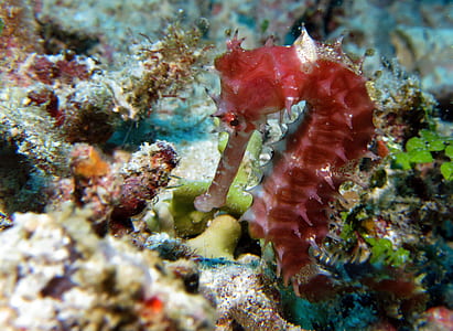 closeup photo of red seahorse thumbnail