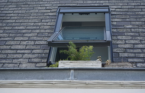 clear glass window on green leafed plants thumbnail