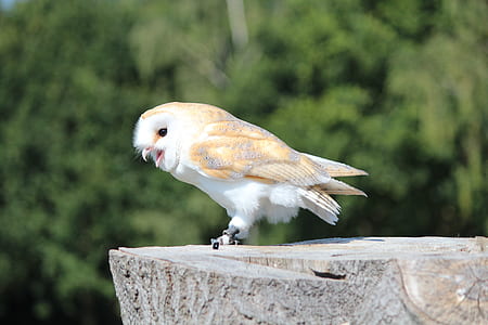 yellow and white bird on brown tree thumbnail