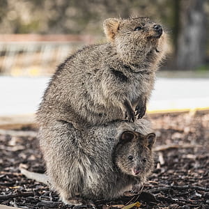 gray animals thumbnail