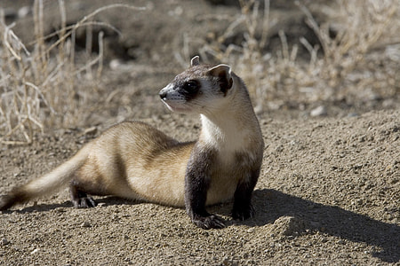 white and brown weasel thumbnail